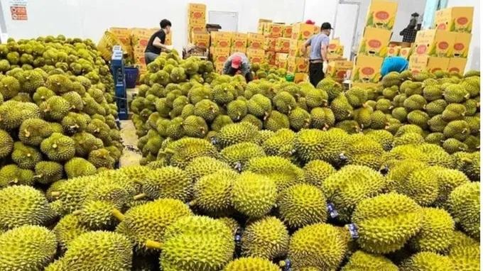 一家出口公司的工人正在为出口榴梿贴牌。(示意图:德忠)