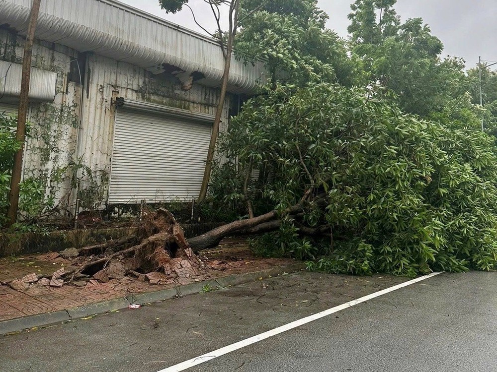 三号台风22日上午登陆宁平省金东乡沿海地区,引发强风暴雨,刮倒了宁平省体育馆附近的不少树木。