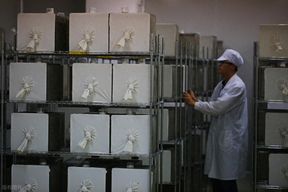 全球最大的蚊子工厂近日在巴西帕拉那州库里蒂巴健康科技园正式运营。(图:互联网)