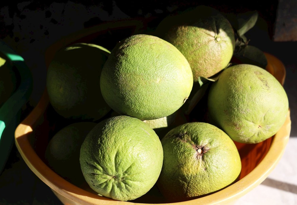 种植在同塔省美湫坊、达到VietGAP标准的青皮柚子在胡志明市销售并远销国外。图自越通社