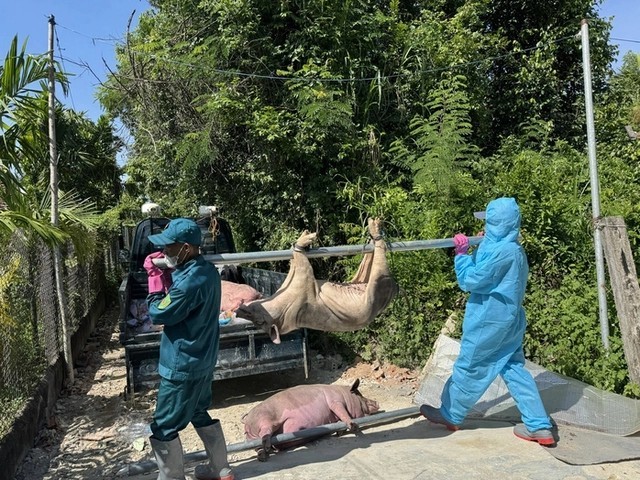 非洲猪瘟疫情复杂多变，但疫苗尚未广泛使用。