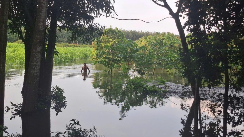 瑞河水库泄洪，胡志明市濠庄乡新茹村农民的果园、房屋被淹近1米高。 