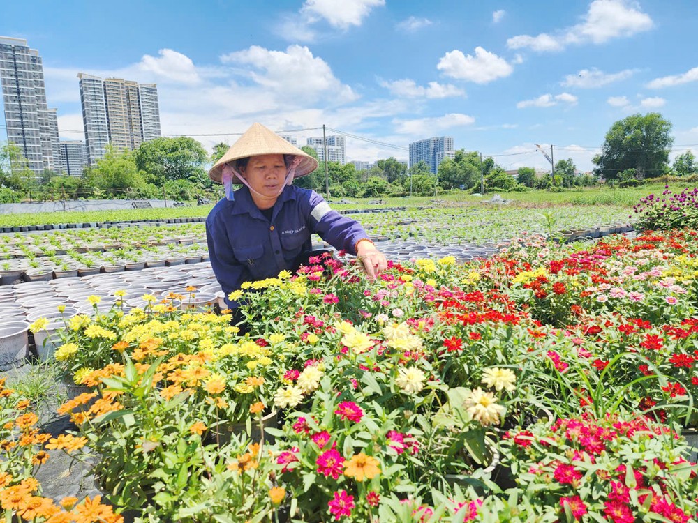 胡志明市龙平坊阮氏清垂正照料为2026年农历春节市场需求服务的花卉。