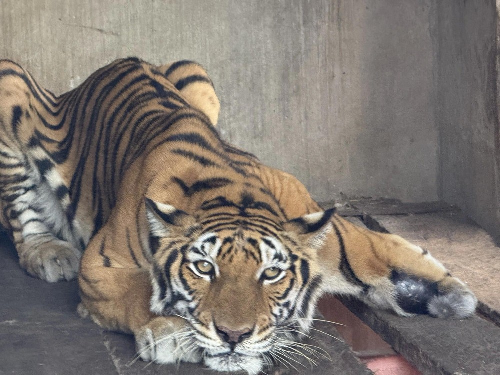 圈养在场所内的老虎。