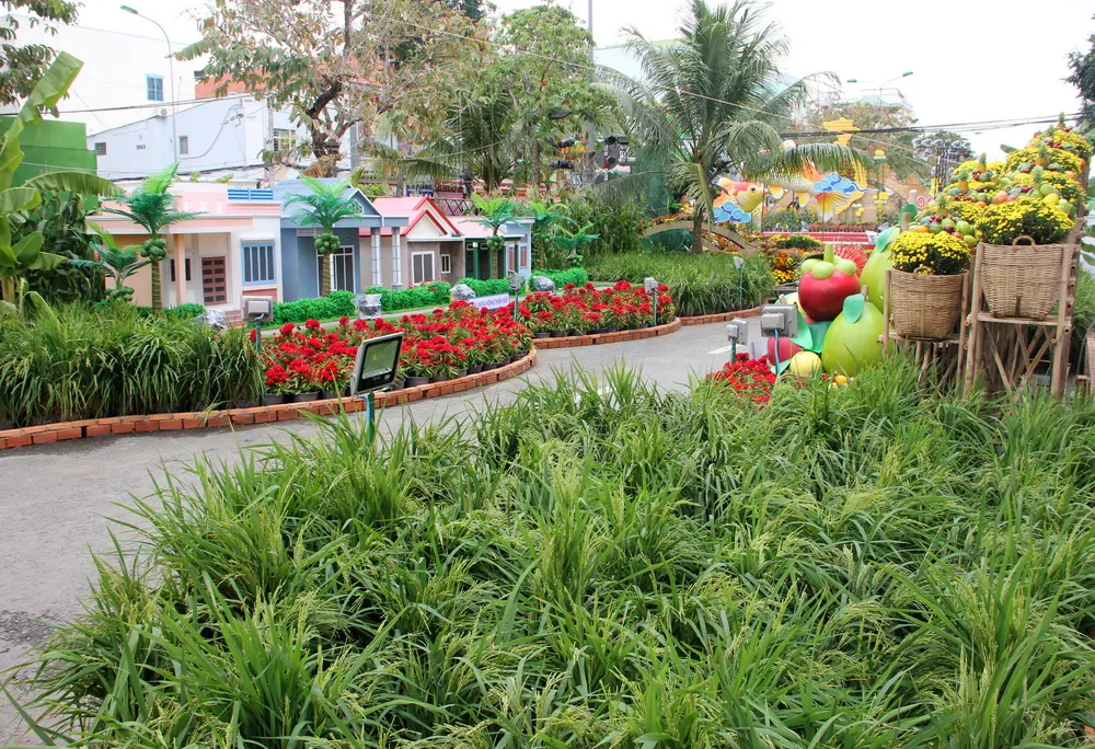 Đường hoa Cần Thơ rực rỡ trước giờ mở cửa ảnh 4 Đường hoa Cần Thơ rực rỡ trước giờ mở cửa ảnh 4