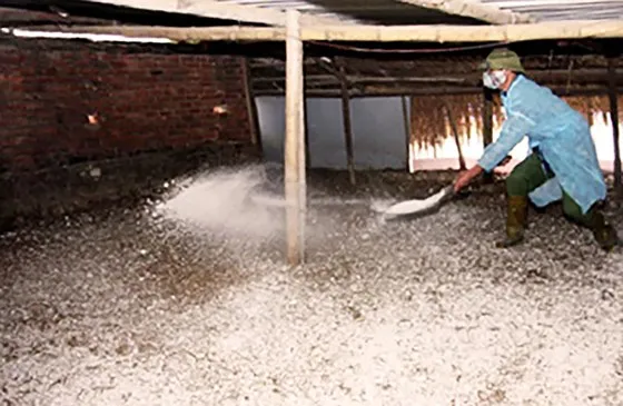 Băn khoăn nên chôn hay đốt heo mắc dịch tả châu Phi ảnh 3 Ổ dịch tả heo châu Phi mới xuất hiện ở Bình Định có thể do thức ăn thừa ảnh 1