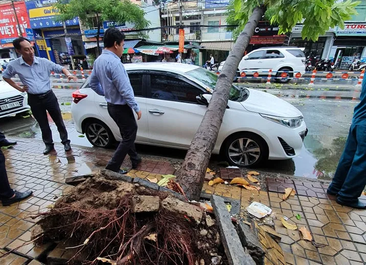 Cần Thơ: Giông lốc quật ngã hàng loạt cây xanh ảnh 3 Cần Thơ: Giông lốc quật ngã hàng loạt cây xanh ảnh 3
