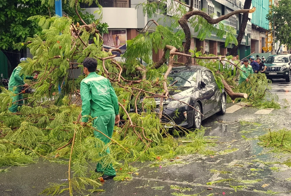 Một cây phượng tại Đại lộ Hòa Bình, quận Ninh Kiều ngã đè lên một chiếc xe ô tô