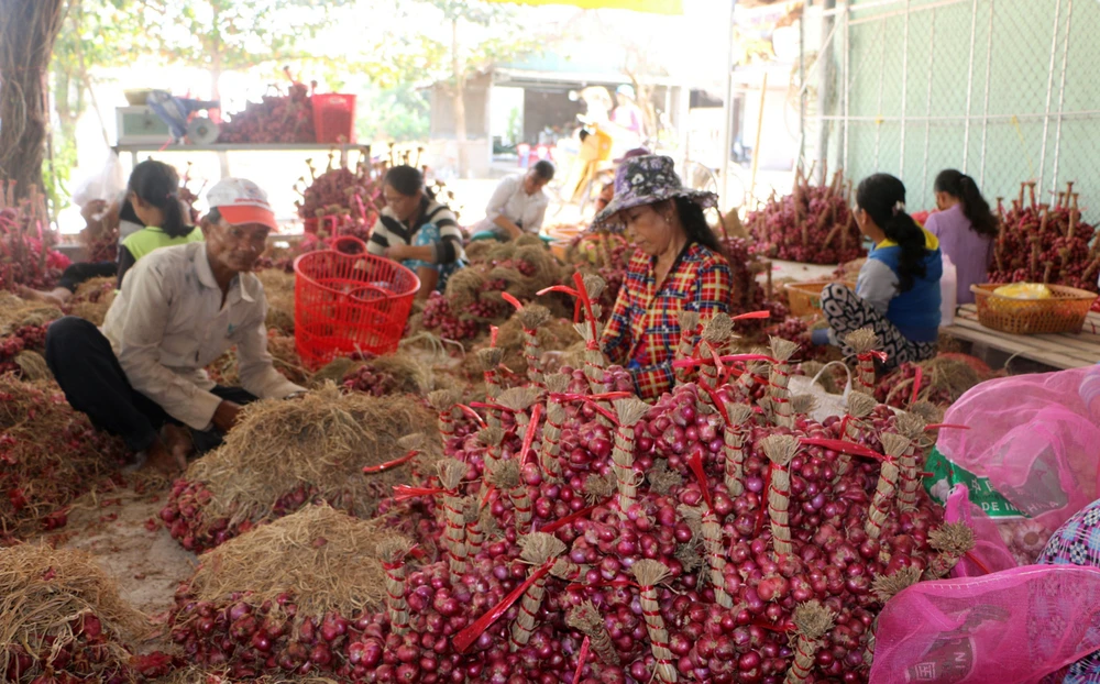 Hành tím Vĩnh Châu hiện đang tồn hơn 51.000 tấn chưa thể tiêu thụ được. Ảnh: TUẤN QUANG