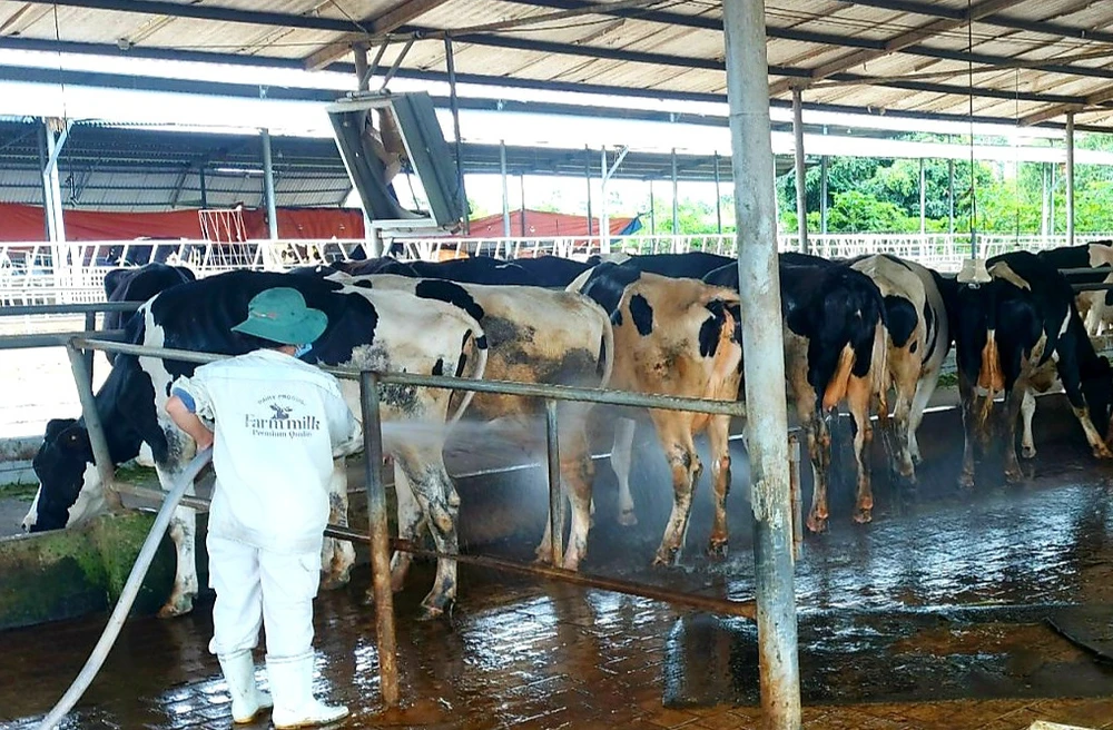 Xót xa cảnh nông dân nuôi bò sữa mang sữa đi đổ bỏ ảnh 2 Xót xa cảnh nông dân nuôi bò sữa mang sữa đi đổ bỏ ảnh 2