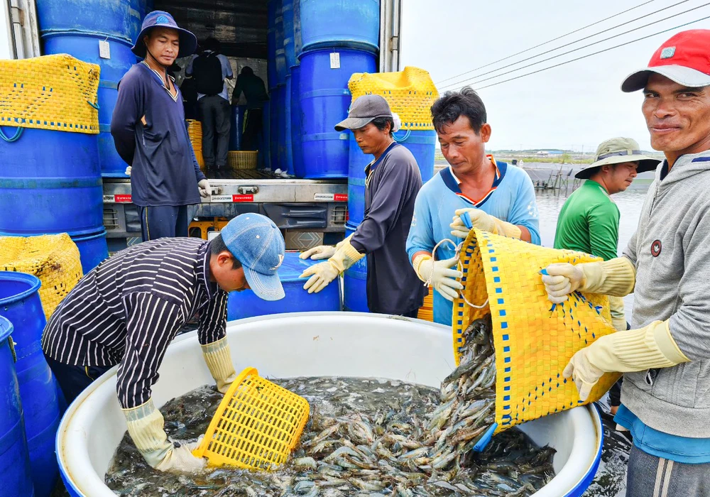 Con tôm nước lợ Sóc Trăng đã đóng góp vào giá trị xuất khẩu thuỷ sản hơn 1 tỷ USD, năm 2022