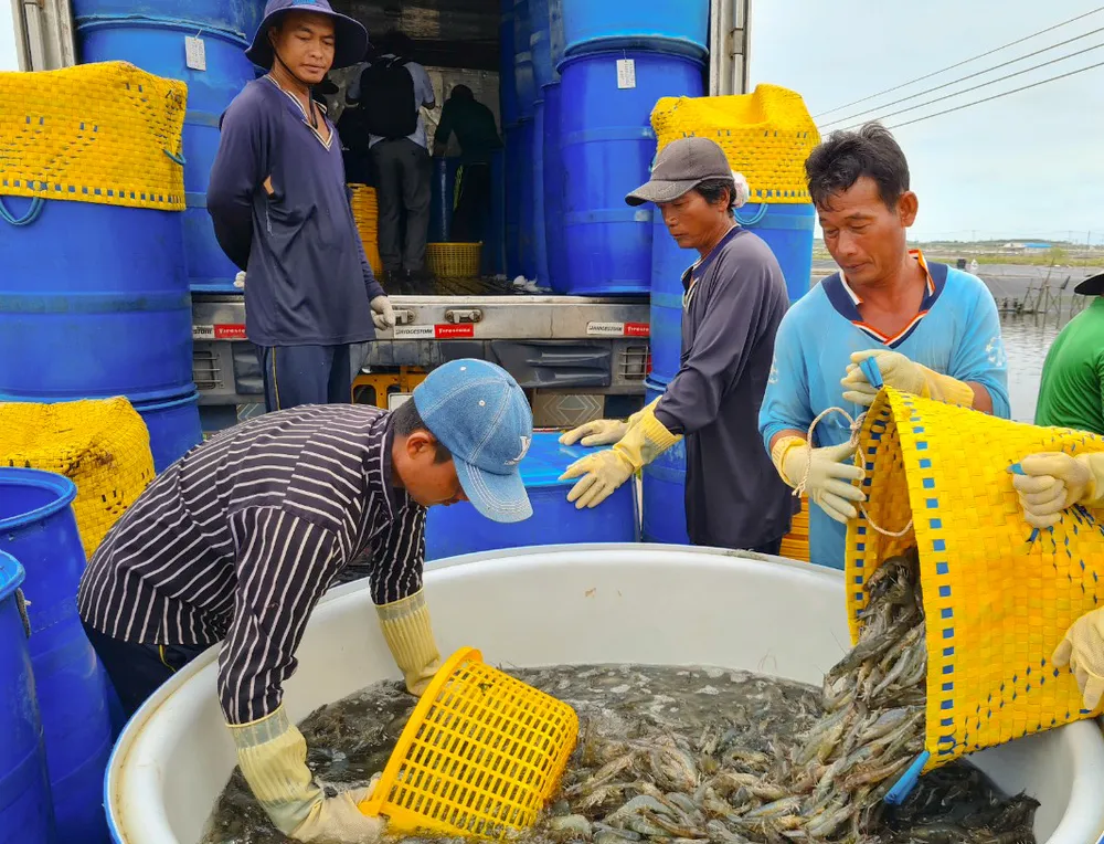 Xuất khẩu tôm năm 2023 đặt mục tiêu đạt từ 4,3 đến 4,5 tỷ USD Xuất khẩu tôm năm 2023 đặt mục tiêu đạt từ 4,3 đến 4,5 tỷ USD