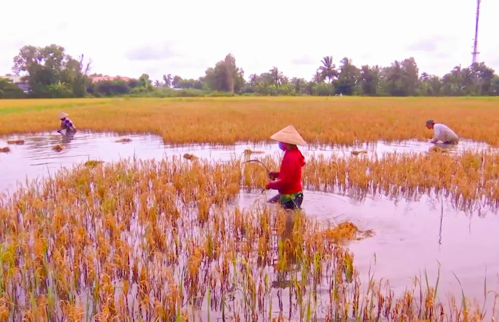 Người dân bì bõm trong nước để gặt lúa Người dân bì bõm trong nước để gặt lúa