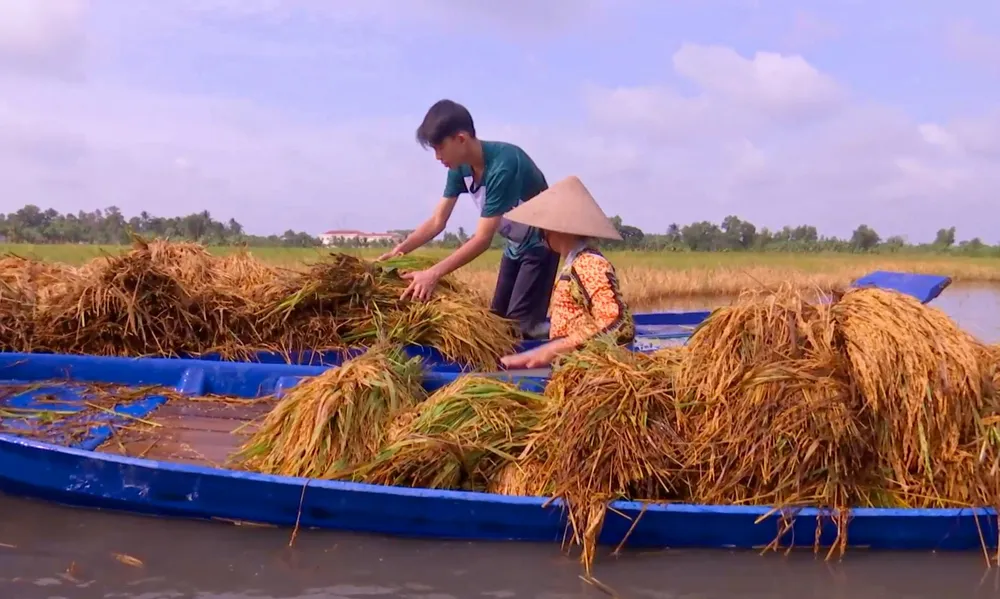 Nông dân ở Cà Mau thu hoạch lúa bị ngập trong nước Nông dân ở Cà Mau thu hoạch lúa bị ngập trong nước