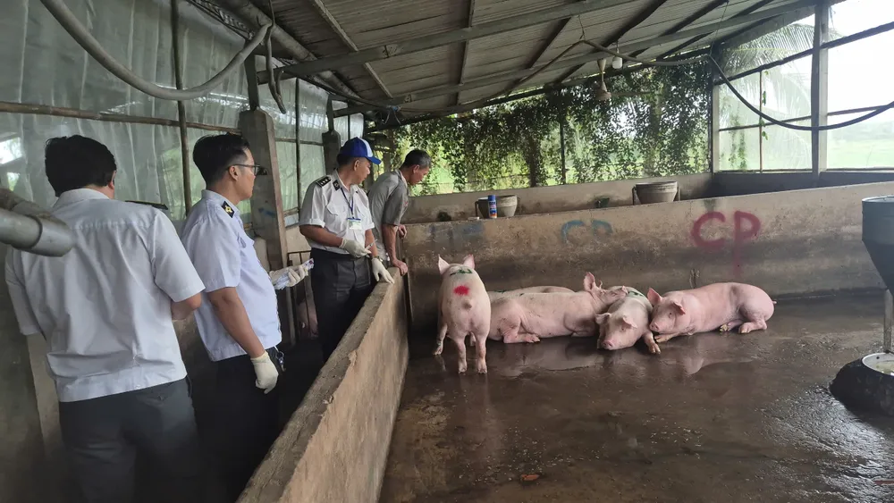 Kiểm tra khu vực nuôi nhốt heo chờ giết mổ của cửa hàng CP Fresh Shop 01acbd3a2330976ece21.jpg