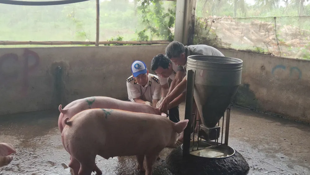 Lực lượng thú y lấy mẫu heo để xét nghiệm b5e6b3bc2eb69ae8c3a7.jpg