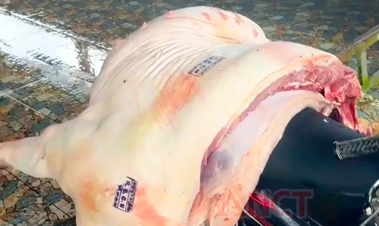 Cá thể heo nhiễm dịch tả châu Phi được phát hiện tại cơ sở giết mổ