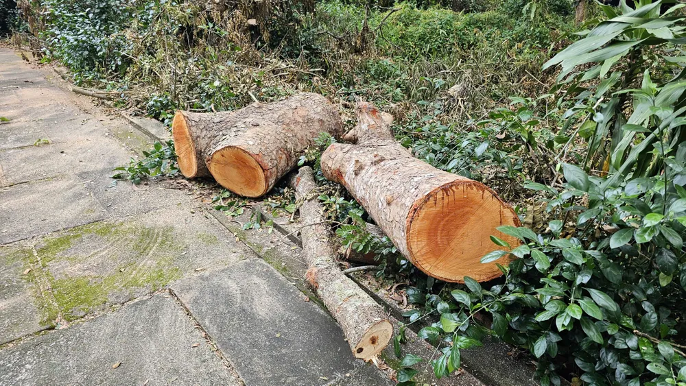 Den fällda trädstammen var uppdelad i flera mindre sektioner. 1073203547843599513.jpg