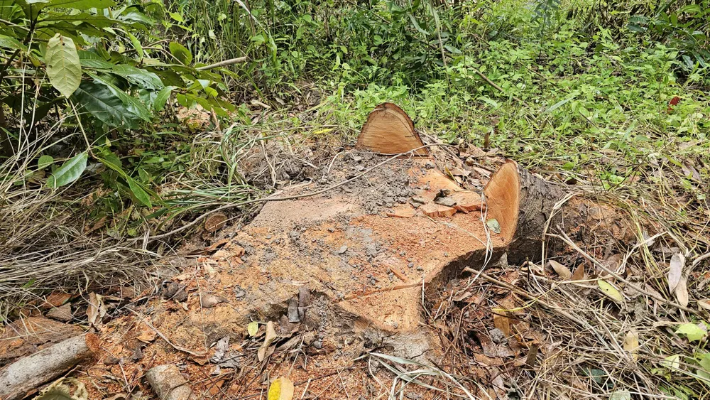 Trädstubben höggs ner vid Freshwater Lake Cultural Area. 323073203547843599513.jpg