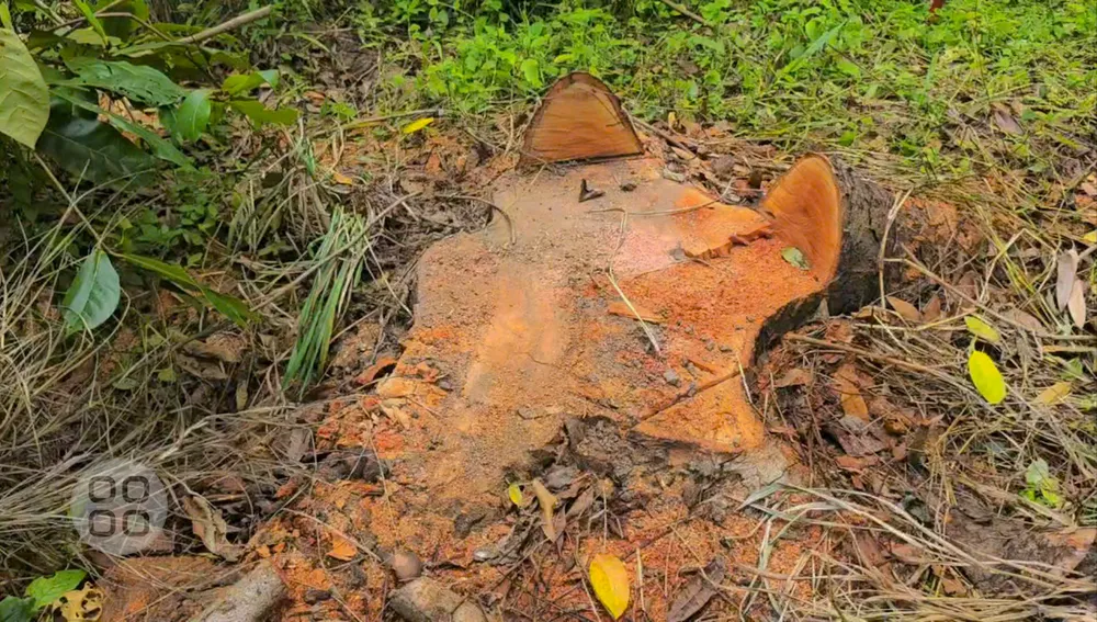 Kết quả xác minh ban đầu vụ cây xanh Hồ Nước Ngọt bị đốn hạ bất thường