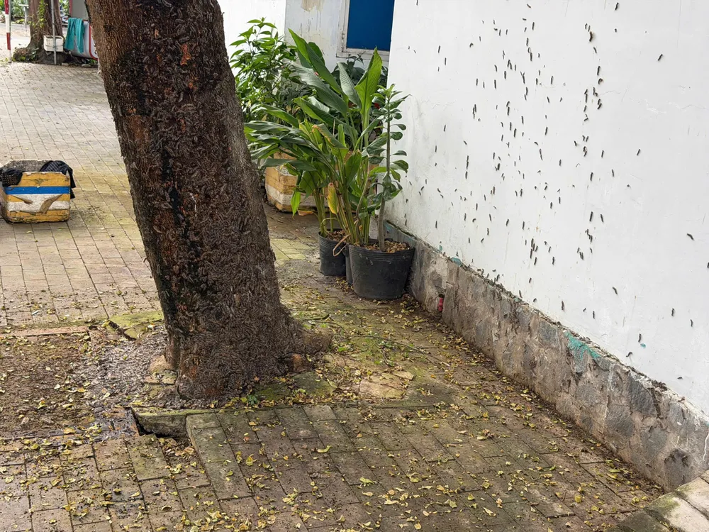 V obytné čtvrti Phu Hoa se objevují tisíce „podivných“ červů SAU 1.jpg