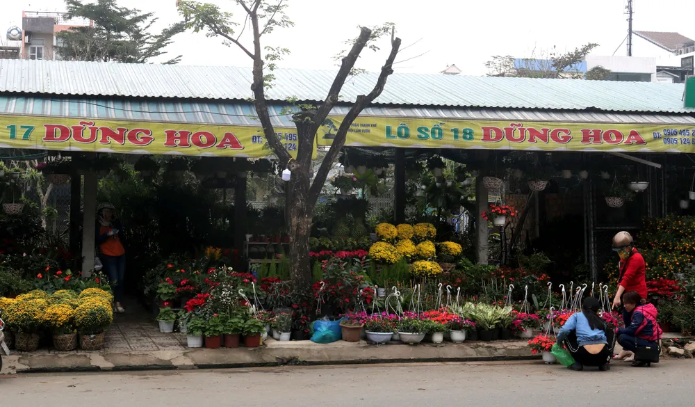 Đà Nẵng rộn rịp sắc hoa tết  ảnh 4