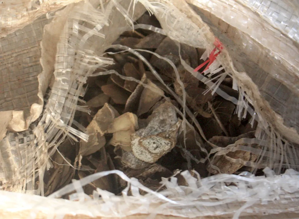 Bắt giữ khoảng 10 tấn ngà voi, vảy tê tê nhập lậu qua cảng Tiên Sa  ảnh 3