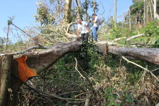 Rừng tự nhiên bị chặt phá tràn lan tại Công ty Lâm nghiệp Đức Hòa. Ảnh: CÔNG HOAN