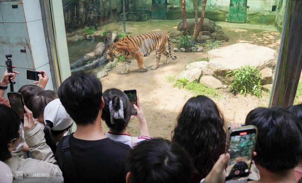 游客参加草禽园2025 年 5 月为退役老虎举行的生日派对和告别活动。