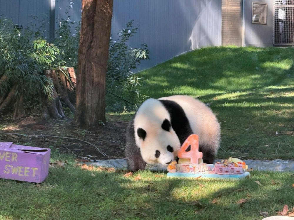 大熊猫“青宝”四岁。