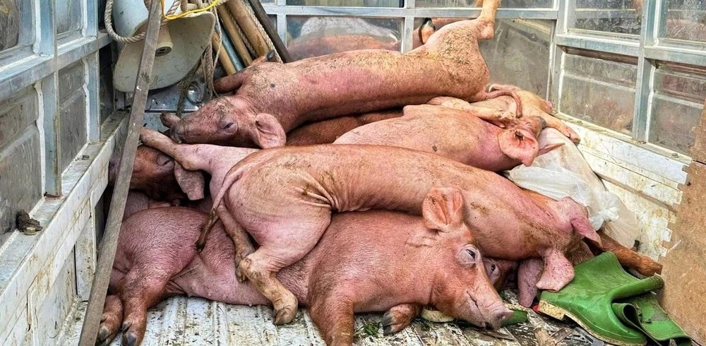 附图。图：越庆