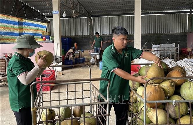 永隆省2025年椰子出口额约达5亿美元。图：越通社