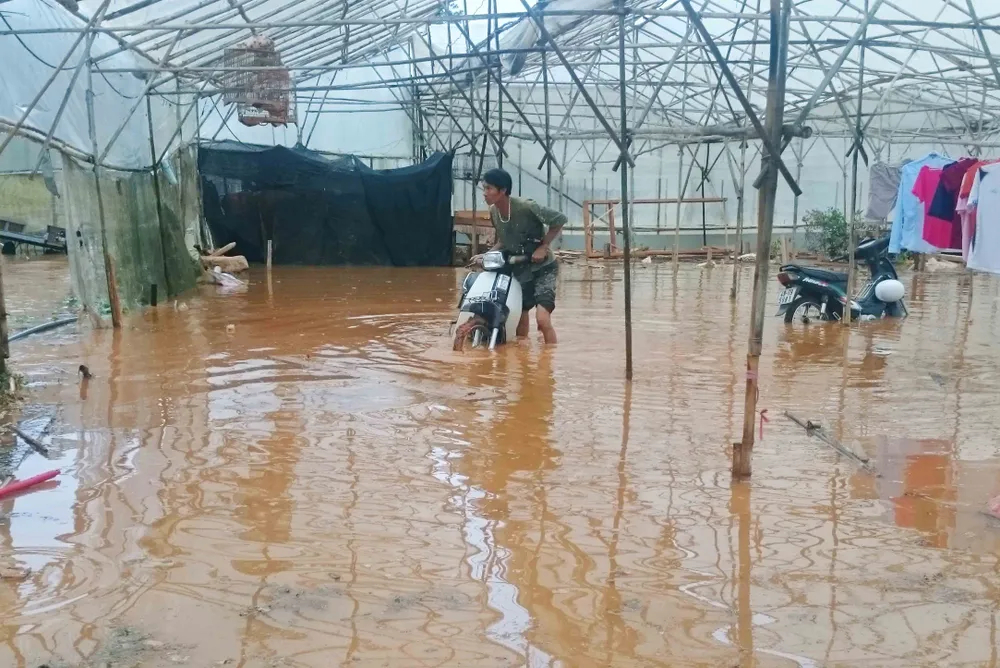 Mưa lớn nhấn chìm nhiều khu trồng hoa màu ở Đà Lạt ảnh 1