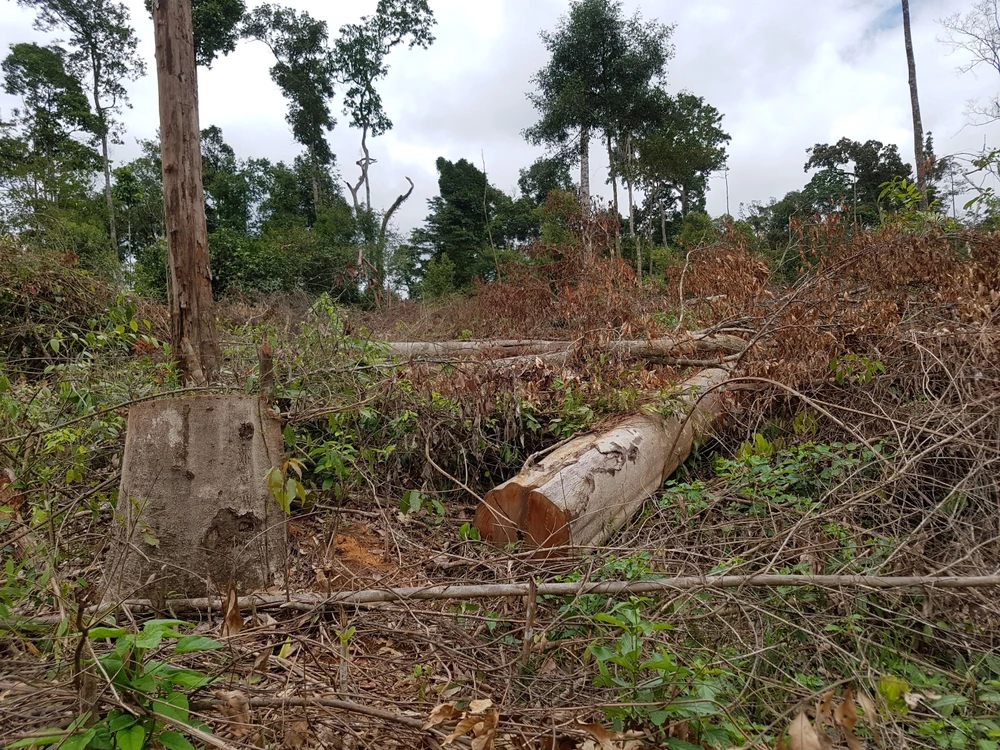 Khởi tố vụ phá 7ha rừng tự nhiên tại Lâm Đồng ảnh 1 Khởi tố vụ phá 7ha rừng tự nhiên tại Lâm Đồng ảnh 1