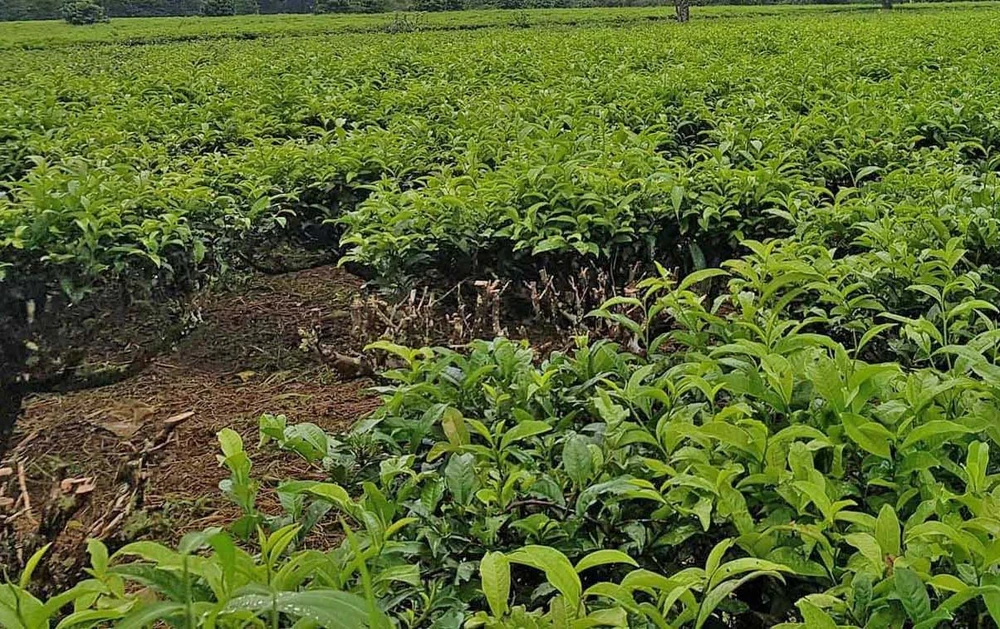 Vườn chè bị đối tượng cắt trộm trong đêm