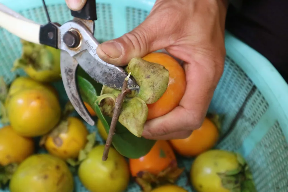 Rộn ràng mùa trái hồng ở Đà Lạt ảnh 11