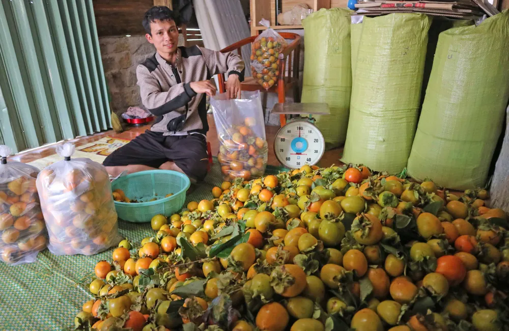 Rộn ràng mùa trái hồng ở Đà Lạt ảnh 1