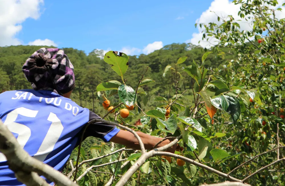 Rộn ràng mùa trái hồng ở Đà Lạt ảnh 6