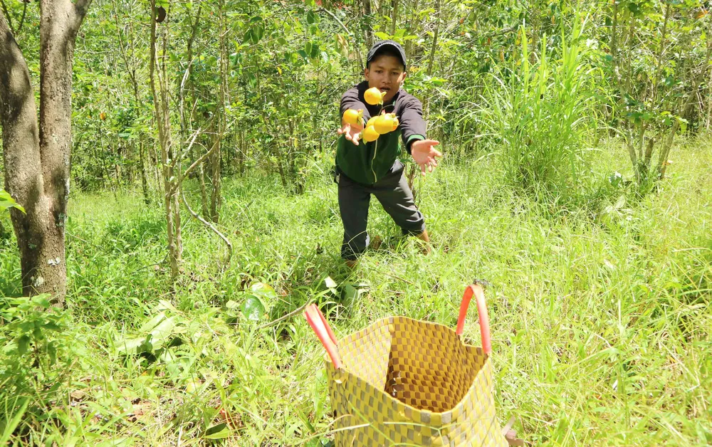 Rộn ràng mùa trái hồng ở Đà Lạt ảnh 7