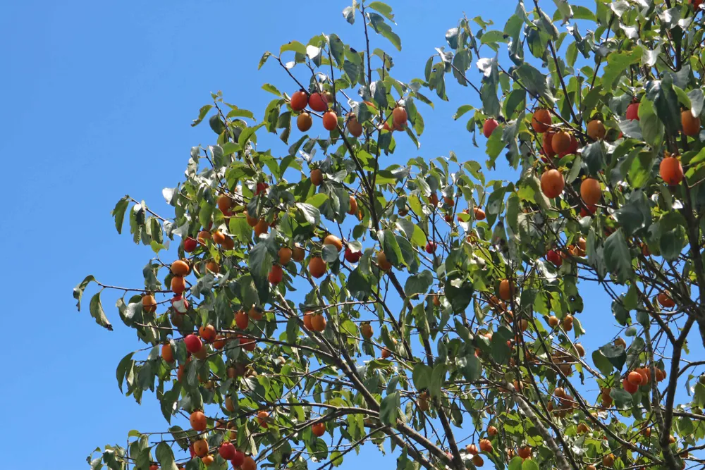 Rộn ràng mùa trái hồng ở Đà Lạt ảnh 9