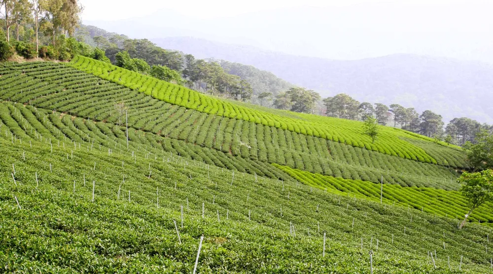 Khám phá vùng trà gần 100 năm tại Đà Lạt ảnh 2