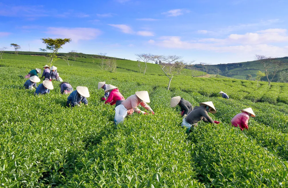 Khám phá vùng trà gần 100 năm tại Đà Lạt ảnh 3