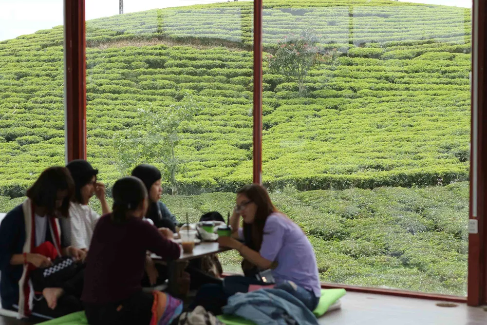 Khám phá vùng trà gần 100 năm tại Đà Lạt ảnh 7