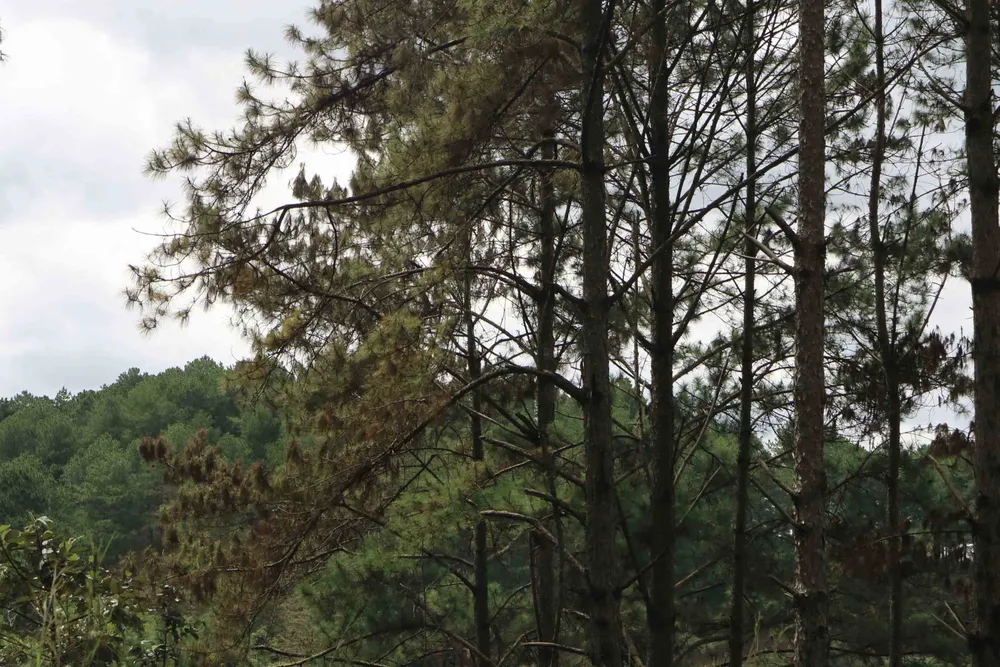 Hàng trăm cây thông 30 năm tuổi bị “tiêm” thuốc độc ảnh 4