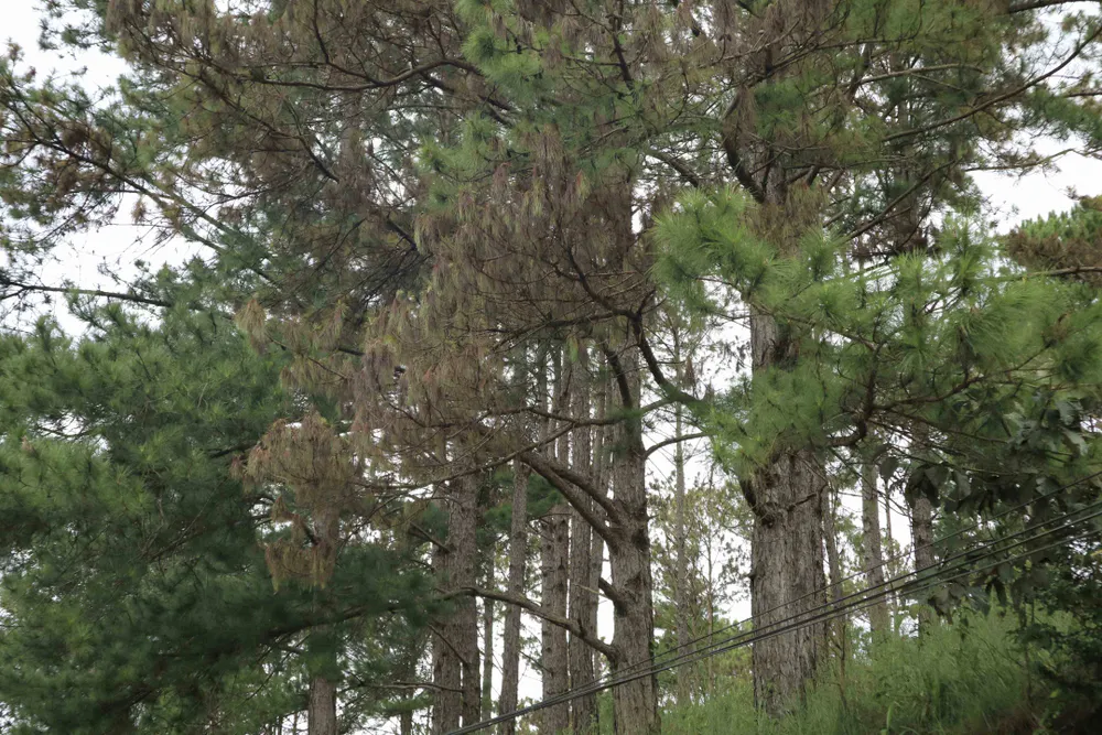 Hàng trăm cây thông 30 năm tuổi bị “tiêm” thuốc độc ảnh 5