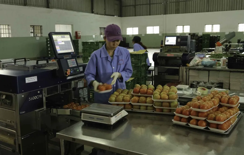 Mở rộng mô hình trung tâm sau thu hoạch tại Lâm Đồng ảnh 2 Mở rộng mô hình trung tâm sau thu hoạch tại Lâm Đồng ảnh 2
