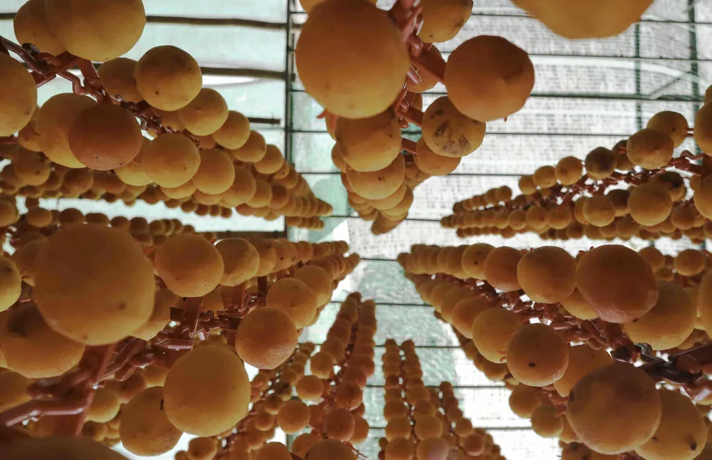 Nghề làm hồng treo đặc sản Đà Lạt ảnh 8