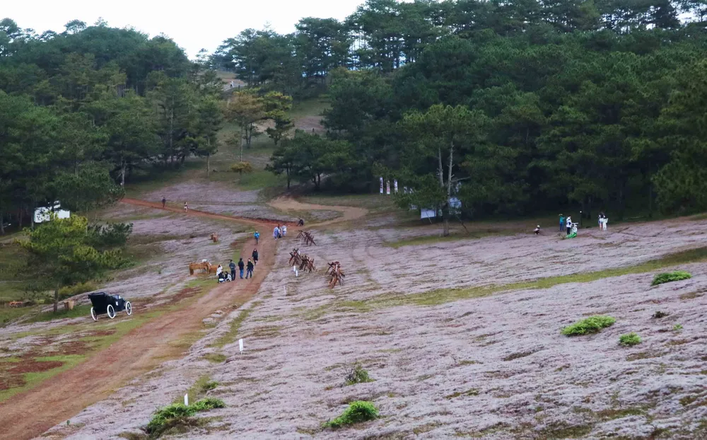 Rộn ràng mùa hội cỏ hồng Đà Lạt 2017 ảnh 2