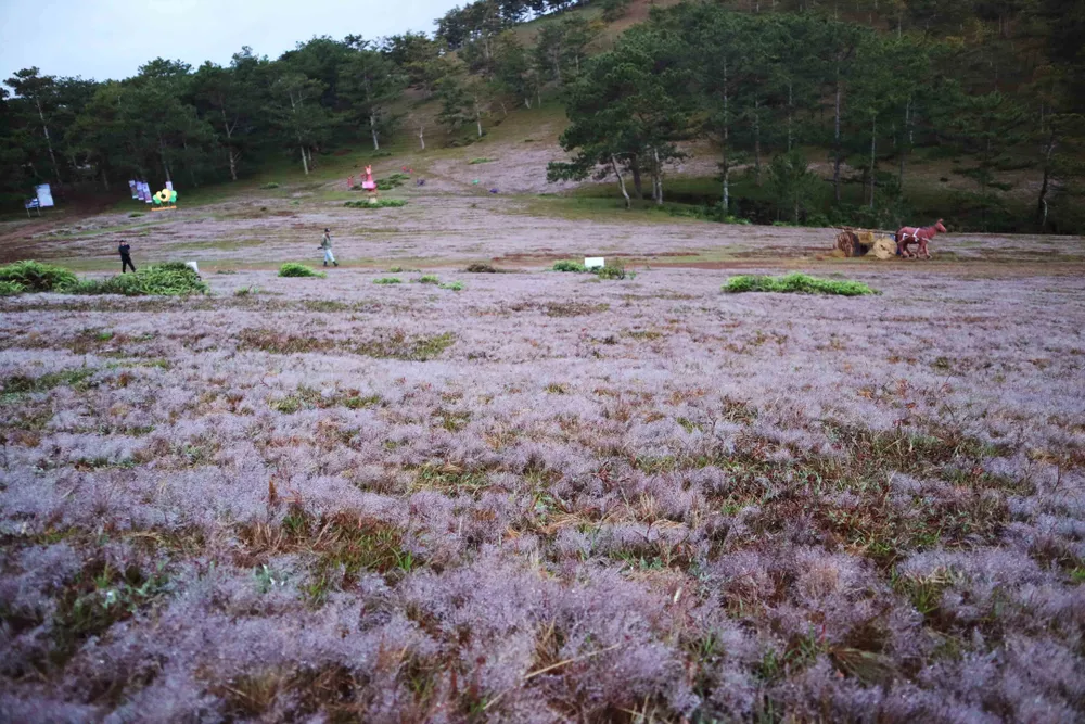 Rộn ràng mùa hội cỏ hồng Đà Lạt 2017 ảnh 5