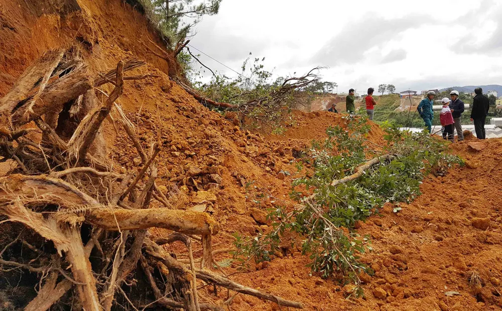 Tạm giữ 2 xe cơ giới san ủi đất rừng trái phép ở Đà Lạt ảnh 3